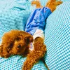 moana_poodle