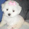 maya_dog_junnior
