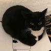 lovecats1233