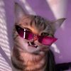 justacatless
