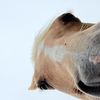 Equineaddict