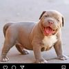 bigdogpug