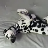 dalmatiandays