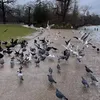 mona_ca18