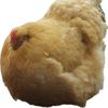 chikinydipidy