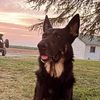 armygsd
