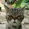 usercotruongca