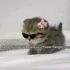 havingrh