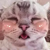 meow.palmer