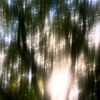 saragnossiennes