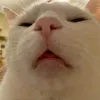 kietvo11232