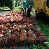 kurnyawan00