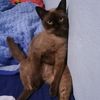 pui_cheetah
