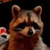 raquinho.raccoon