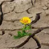 siapasunflower