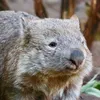 mgmg.wombat