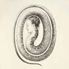 rommuulas