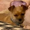 coco_the_shichi