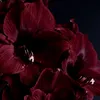 marwa.ahmeddd2