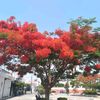 aztecaaguila