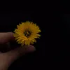 fatii_zr0