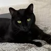 tresorthekingcat