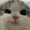 imhakuuu