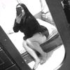 lainez003