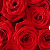 almadaut