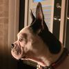 bigbostonterrier