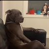 longdingdon