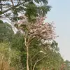 id767175779