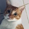 ginginnz