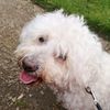 lifeofabichon