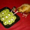 fledged_tinker7