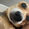 uouchoao
