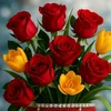 olga_fitsner