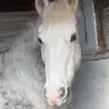 casperthefriendlyhorse