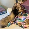 childless.ferret.lady