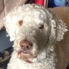 theodore_edmund_bear