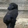 samucamente