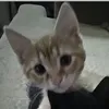 Megaknight_cat