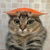 kitkriskittykisskriss