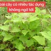 phamthang259