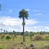 zurielbalce