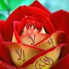 rihanvai283