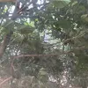 gavindlc