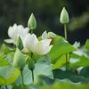 dieuam_2807