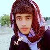 anis.gulli433