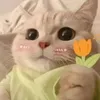 hinye_hapipi